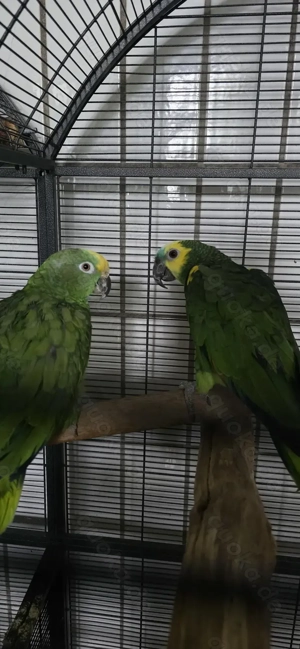 Blaustirnamazone und Gelbscheitelamazone