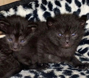 Schwarze Katzen Babys Ulm 