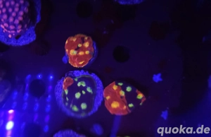 Bis zu 25%!!! Acropora, Euphyllia, Goniopora, LPS, SPS, Zoas, Korallen, Meerwasser Bild 6