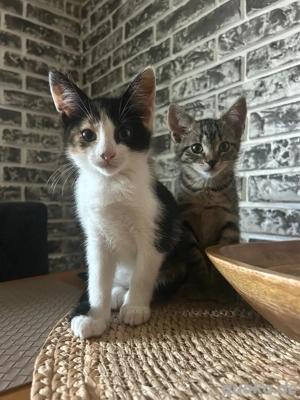 Zuckersüße Katzenbabys suchen ein liebvolles Zuhause   