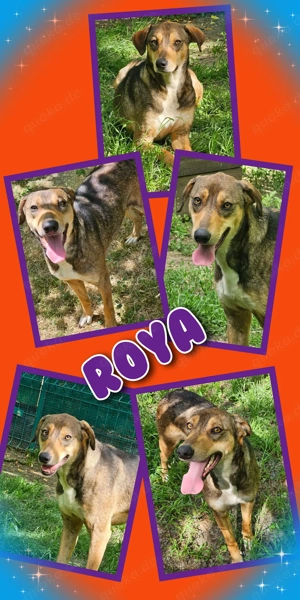 menschenbezogene, liebe, mit Artgenossen super verträgliche Hündin "Roya" sucht ein Zuhause
