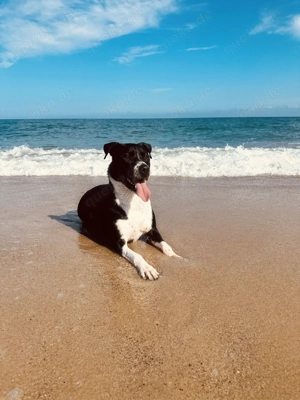 American Staffordshire 