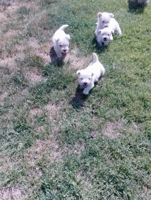 Wunderschöne westie abgabe bereit, west highland white terrier welpen 