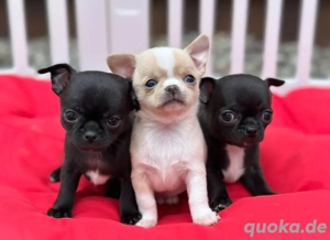 Chihuahua mini welpen