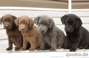 Labrador Retriever welpen