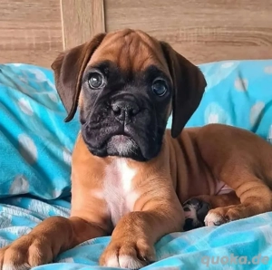 Boxer welpen