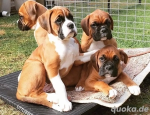 Boxer welpen