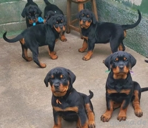Rottweiler welpen