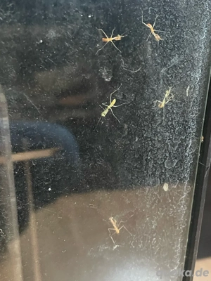 Gottesanbeterin nachzuchten