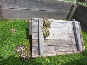 Griechische Landschildkröten Testudo Hermani aus Nachzucht