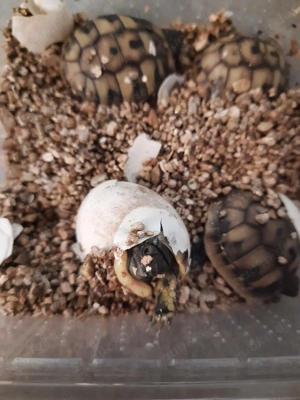 Griechische Landschildkröten Testudo Hermani aus Nachzucht 2023 Bild 8