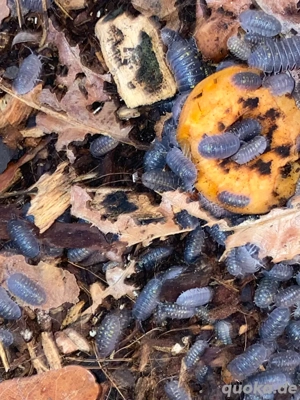 Armadillidium Granulatum, Rollasseln, 100 Stück 50,- 