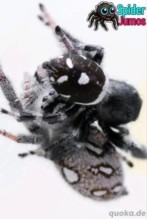 Springspinnen Spiderlinge   Jungtiere Phidippus regius