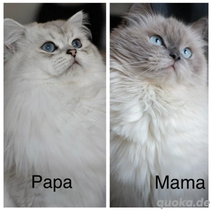 Süße BLH Weibchen Bild 9