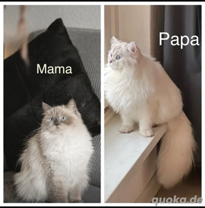 Süße BLH Weibchen Bild 5