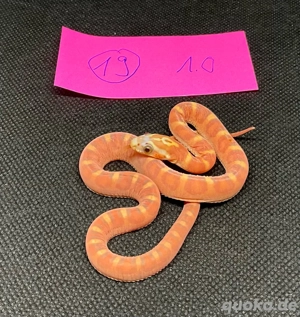 Kornnattern Scaleless het. Palmetto u.a.