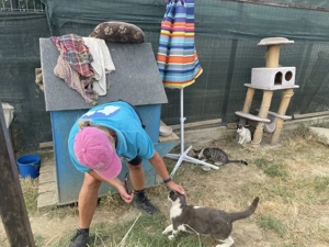 Kater Pedro sucht sein Für-immer-Zuhause! Bild 4