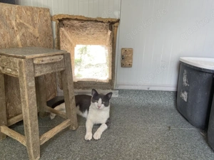 Kater Pedro sucht sein Für-immer-Zuhause! Bild 3