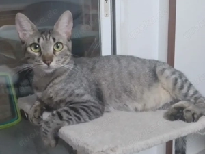 verschmuste Katzen Noa und Griseta suchen ein Zuhause Bild 2