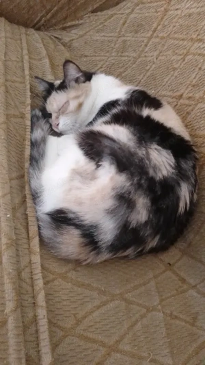 verschmuste Katzen Noa und Griseta suchen ein Zuhause Bild 5