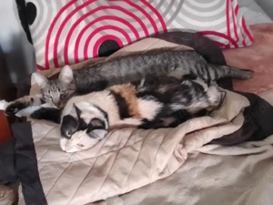 verschmuste Katzen Noa und Griseta suchen ein Zuhause Bild 4