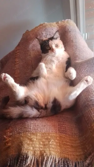 verschmuste Katzen Noa und Griseta suchen ein Zuhause