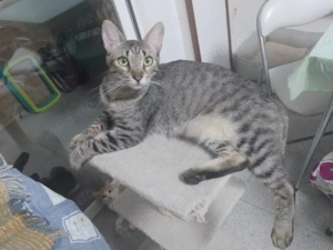 verschmuste Katzen Noa und Griseta suchen ein Zuhause Bild 3