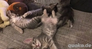 Süße kätzchen suchen ein neues zuhause