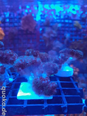 Pocillopora Damicornis Koralle Meerwasser Bild 4