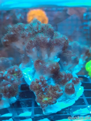 Pocillopora Damicornis Koralle Meerwasser Bild 3