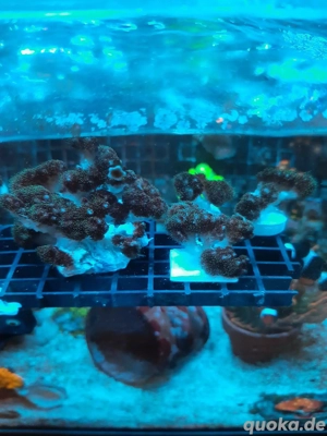 Pocillopora Damicornis Koralle Meerwasser Bild 2