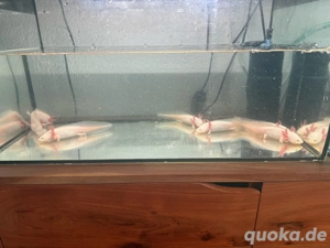Axolotl Nachwuchs abzugebem Bild 3