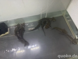 Axolotl Nachwuchs abzugebem Bild 4
