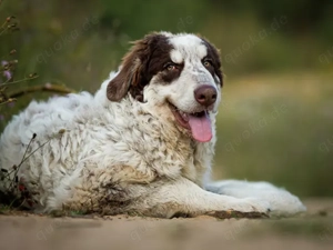 Dingo sucht sein Zuhause