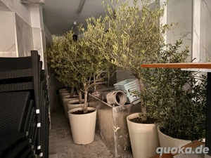 Oliven Bäume sehr guter Zustand  mit Übertopf