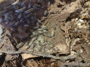 Porcellio ornatus ,Asseln  Bild 4