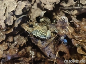 Porcellio ornatus ,Asseln  Bild 3