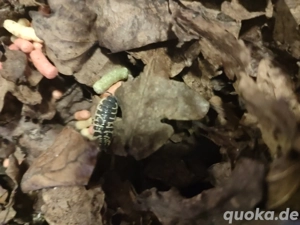 Porcellio ornatus ,Asseln  Bild 2