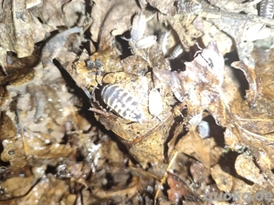 Porcellio ornatus ,Asseln  Bild 5