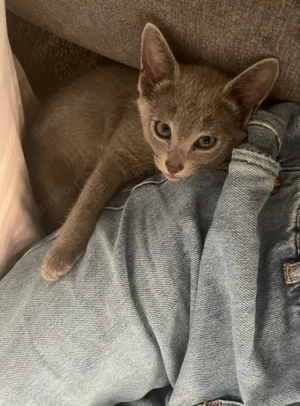 Reinrassige Russisch Blau Kitten mit Stammbaum aus seriöser Zucht Bild 2