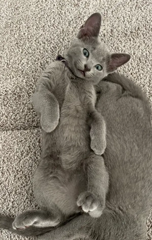 Reinrassige Russisch Blau Kitten mit Stammbaum aus seriöser Zucht Bild 5