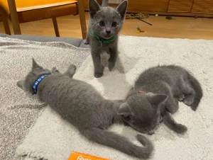 Reinrassige Russisch Blau Kitten mit Stammbaum aus seriöser Zucht Bild 3