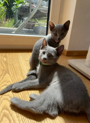 Reinrassige Russisch Blau Kitten mit Stammbaum aus seriöser Zucht