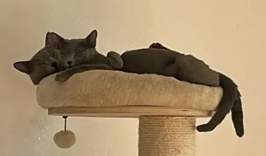 Reinrassige Russisch Blau Kitten mit Stammbaum aus seriöser Zucht Bild 8