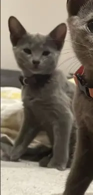 Reinrassige Russisch Blau Kitten mit Stammbaum aus seriöser Zucht Bild 4