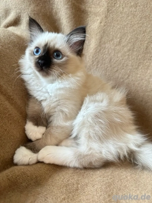 Reinrassiges Heilige Birma Kitten weiblich