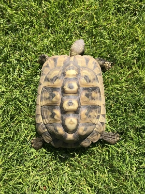 Landschildkröte Weibchen Testudo hermanni boettgeri, NZ 2007 - erste Eiablage bereits erfolgt