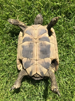 Landschildkröte Weibchen Testudo hermanni boettgeri, NZ 2007 - erste Eiablage bereits erfolgt Bild 2