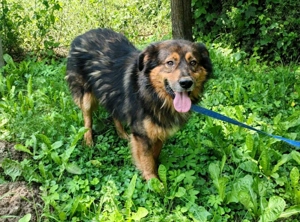 Bildhübscher *JARO* - ist eine Seele von Hund Bild 6