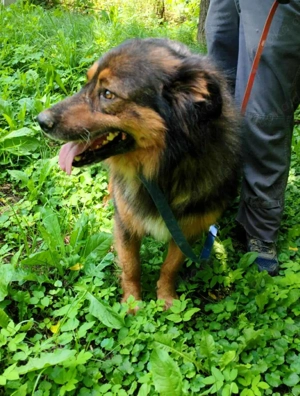 Bildhübscher *JARO* - ist eine Seele von Hund Bild 4